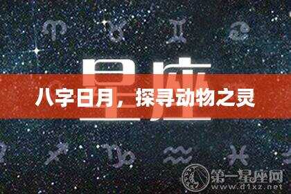 八字日月，探寻动物之灵