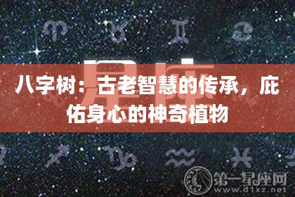 八字树：古老智慧的传承，庇佑身心的神奇植物